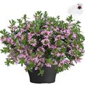 Afbeelding van Scaevola TP26 Pink